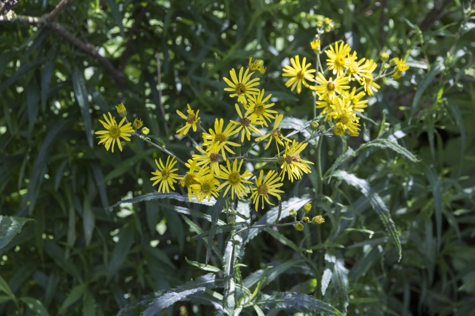 de naam van deze plant